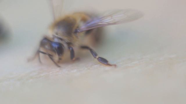 Пчелы шлифуют прилетку смотреть онлайн