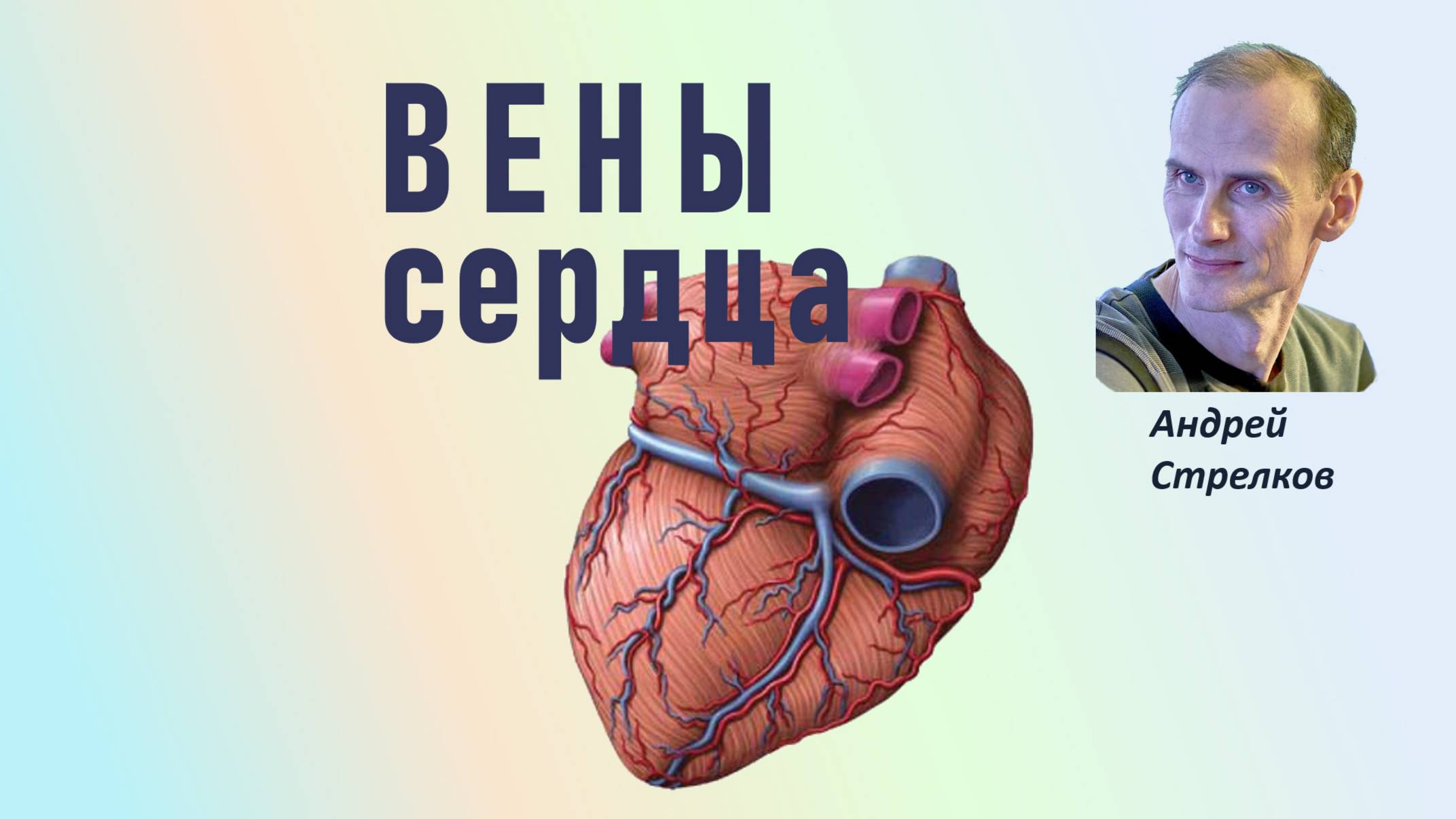 Вены сердца. Венечный синус