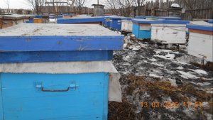 Март 2025 вынесли пчёл из зимовника