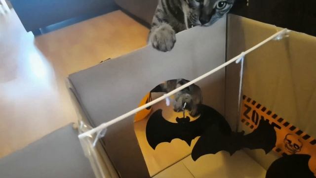 Cat Haunted House - Halloween Special  Cats vs Haunted House  Cats vs Zombies