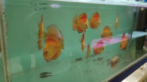 В гостях у Сергея Шилова, питомник Discus1.Дружеский визит,подведение итогов 2021 года.