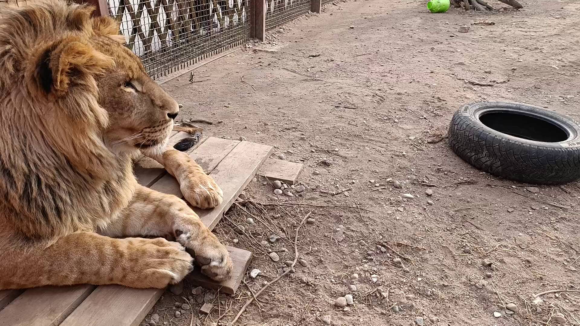 Лев Шерхан в своем заколдованном царстве.