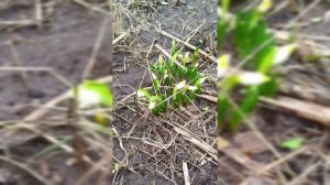 Подснежник  2025-03-13_18-16-17