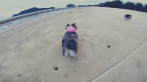 ВЛОГ: Гуляем по пляжу, лодки, веселье | Часть 1 🐕🌊