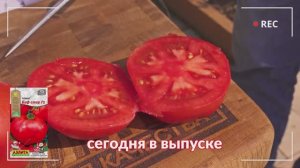 Очень вкусный томат «с носиком» - БИФ СТАР F1 в ОТКРЫТОМ ГРУНТЕ