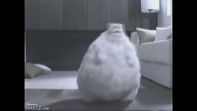 Клип на песню i sexy and i know it группы LMFAO смотреть онлайн