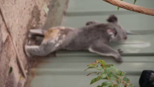 Коала рвется на свободу смотреть онлайн