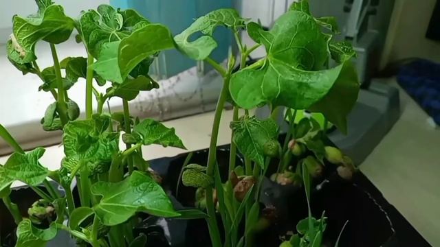 EXPERIMENTS В ЯКОМУ ҐРУНТІ ШВИДШЕ РОСТЕ МІКРОЗЕЛЕНЬ// РЕЗУЛЬТАТ смотреть онлайн