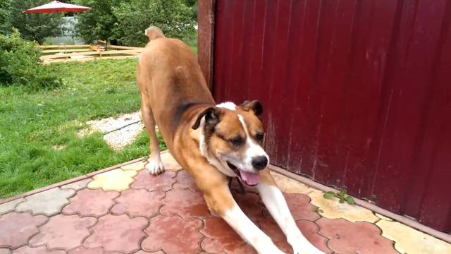 Американский бульдог смотреть онлайн