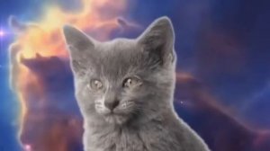 Космические Коты
