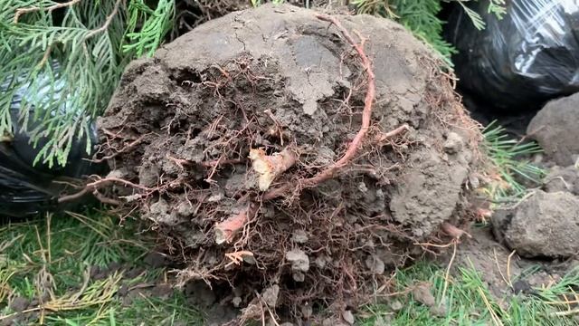 Туї з ОЛХ! Економія чи великий ризик покупки?