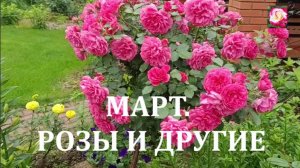 РОЗЫ И ДРУГИЕ ДЕКОРАТИВНЫЕ РАСТЕНИЯ В МАРТЕ