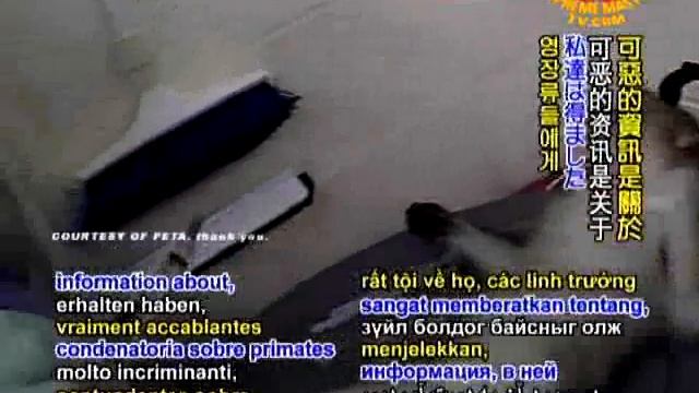 The Facts about Animal Experimentation by Supreme Master Video смотреть онлайн