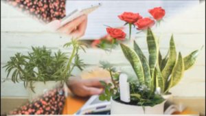 Original Xiaomi 4 In 1 Flower Plant Light Temperature Tester Garden Soil Moisture Nutrient Monitor