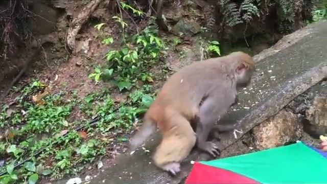 Zhangjiajie смотреть онлайн