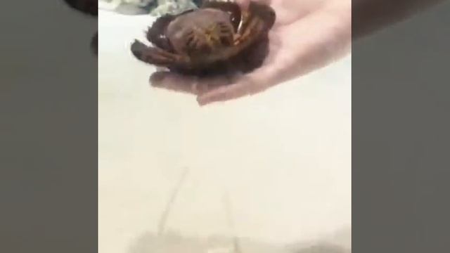 Москвариум.ТАЧПУЛ смотреть онлайн