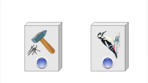 Дифференциация звуков Т и Д (видеоурок)