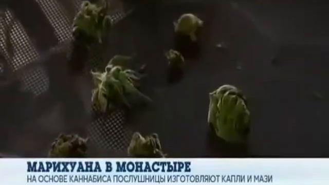 Манашки выращивают канаплю ! смотреть онлайн