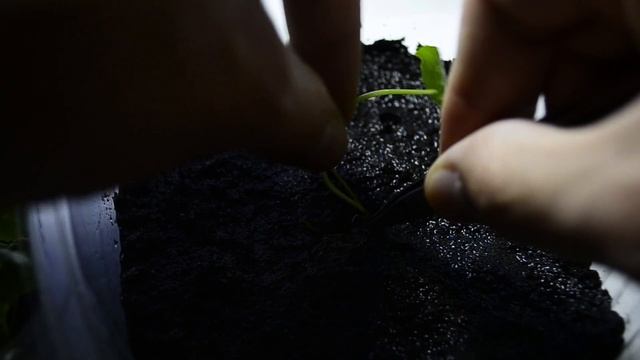 Hydrocotyle Leucocephala planting Emersed Aquarium plant смотреть онлайн