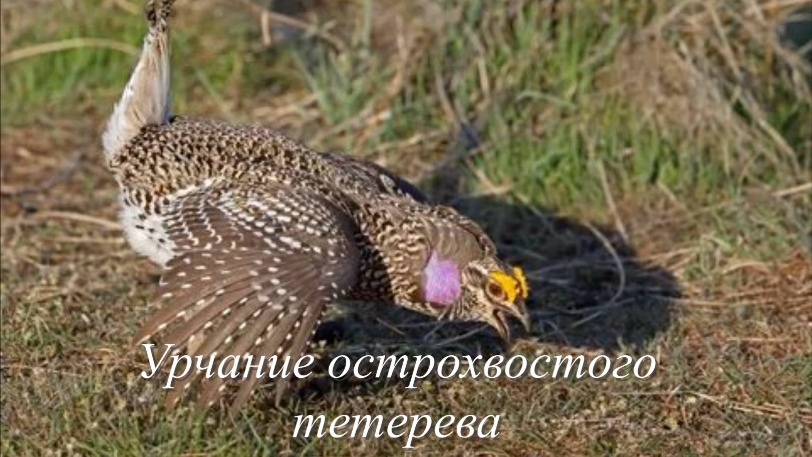 Звук