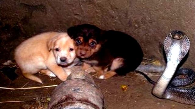 Щенята упали в яму с коброй. Спустя 48 часов люди были потрясены увиденным!