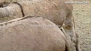horse donkey meeting 2020 | donkey horse friendship