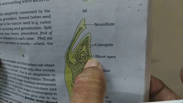 Mrs Nanda Biology Tutorials смотреть онлайн