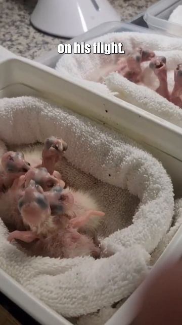 Man Caught Smuggling Parrot Eggs, Several Hatch Before Arrest смотреть онлайн