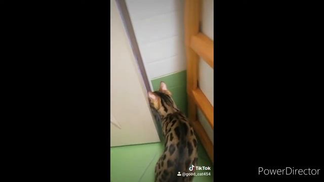 Показала свою мамочку!! GOOD CAT (Говорящая кошка Эстель) смотреть онлайн