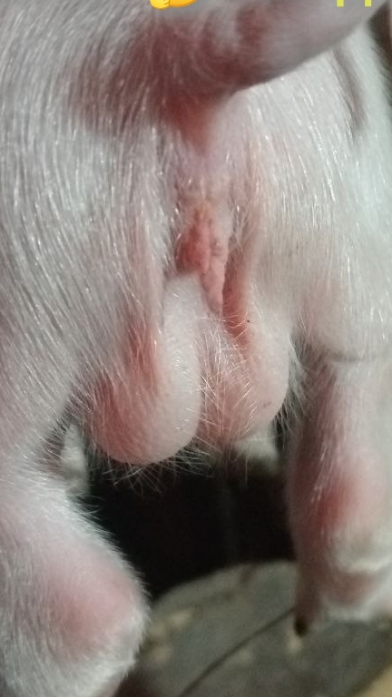 Свинка с яйцами 🥚🥚. Что думаете об этом ❓ смотреть онлайн