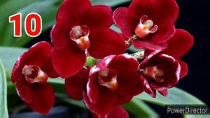 Новые Орхидеи Саркохилус. Обзор орхидей Sarcochilus