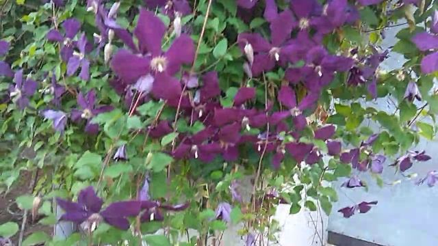 цветение клематиса смотреть онлайн