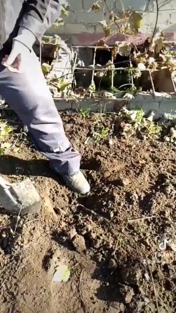 размножение винограда смотреть онлайн