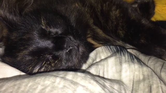 Жужжа смотреть онлайн