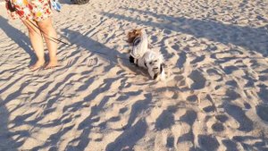 Японский хин и Ейск- 03 (2024-08-13)