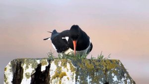 Кулик сорока !!!