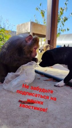 Обезьянка Гоша общается и ухаживает за Васей и Рокси #макаки #обезьянки #резус #гоша #гуляю#