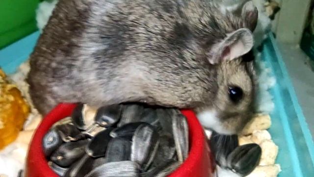 ЖУЮ СЕМЕЧКИ !!!!!!!!!!!!!!!!! смотреть онлайн