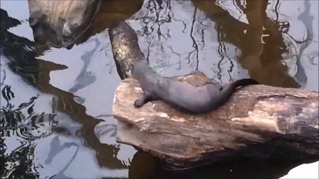 Бразильская выдра в зоопарке… смотреть онлайн