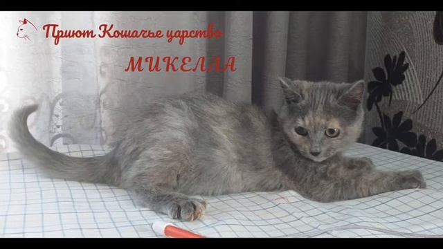 Альбом 2. Кошки хотят домой! смотреть онлайн