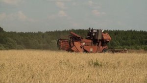 СК-5 М НИВА на уборке ржи.