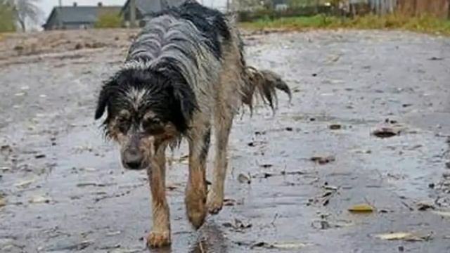 Сердце друга смотреть онлайн