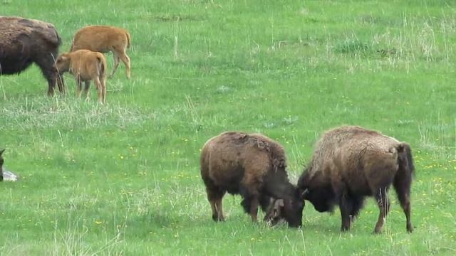 MVI 6033 Yellowstone National Park Lamar Valley Two young male bison spar playfully and two c смотреть онлайн