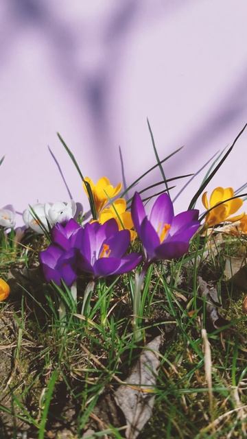 Saffron смотреть онлайн