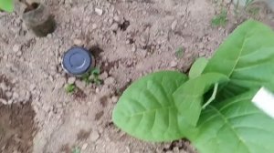 Табак в Свердловской области. Ачитский район. 4 июля.