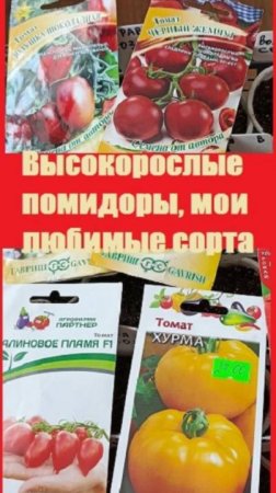 Сорта высокорослых томатов, которые я уже посеяла, Пермский край!