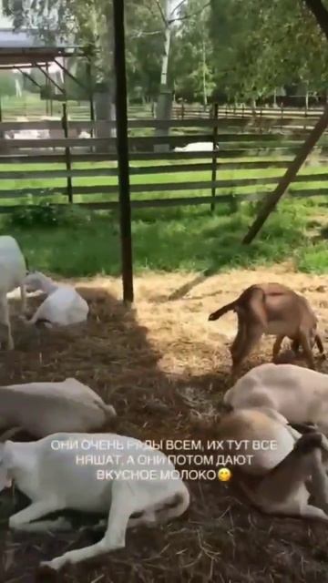 Зааненские козы. Ферма в Подмосковье. Приглашаем на экскурсию. т. +7 910 4622642 #shorts