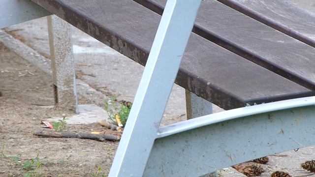 Brhlík lesní na lovu - Eurasian Nuthatch on the Hunt смотреть онлайн