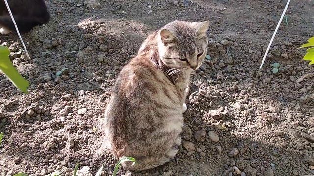 Коты и Кошки. Невозмутимая кошка. смотреть онлайн