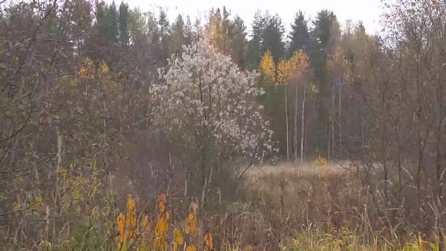 Выходные удались! Лес и горы... смотреть онлайн